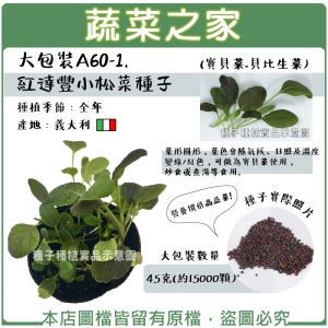 大包裝A60-1.紅達豐小松菜種子45克(約15000顆)寶貝菜.貝比生菜