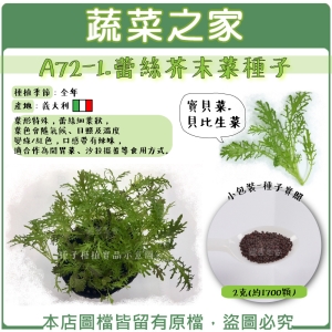 A72-1.蕾絲芥末菜種子2克(約1700顆)寶貝菜.貝比生菜