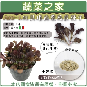 A80-1.紅貝塔齒葉萵苣種子1克(約320顆)寶貝菜.貝比生菜