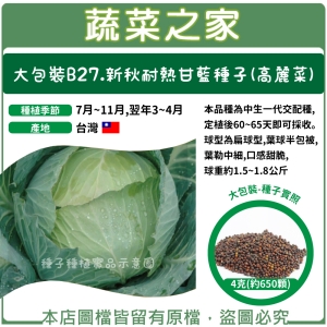 大包裝B27.新秋耐熱甘藍種子(高麗菜)4克(約650顆)