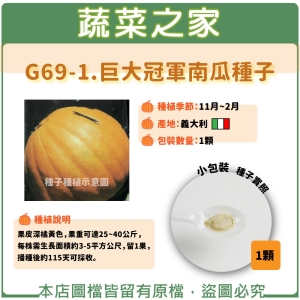 G69-1.巨大冠軍南瓜種子1顆