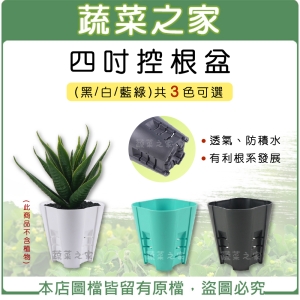 【蔬菜之家005-D157】4吋控根盆(黑色/白色/藍綠色三色可選)