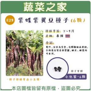 E23.紫蝶紫翼豆種子6顆