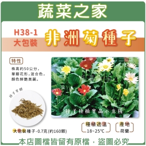 大包裝H38-1.非洲菊種子0.7克(約160顆)