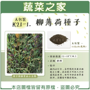 大包裝K21-1.柳薄荷種子12克(約1萬顆)(神香草.海壽花)