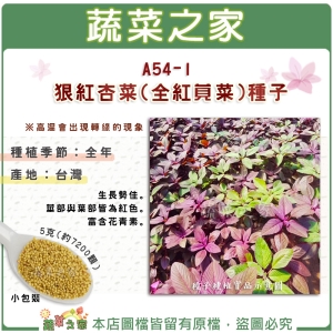 【蔬菜之家】A54-1.狠紅杏菜(全紅莧菜)種子5克(約7200顆)