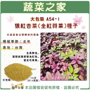 【蔬菜之家00A54-1】大包裝.狠紅杏菜(全紅莧菜)種子100克(約14萬顆)