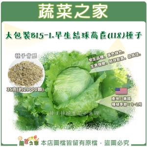 【蔬菜之家00B15-1】大包裝.早生結球萵苣(118)種子35克(約29000顆)