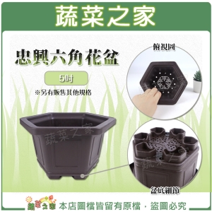 【蔬菜之家005-D161-5】忠興六角花盆 5吋(加厚材質)
