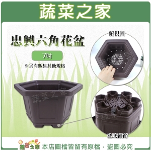 【蔬菜之家005-D161-7】忠興六角花盆 7吋(加厚材質)