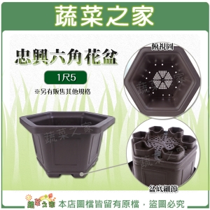 【蔬菜之家005-D161-15】忠興六角花盆 1尺5(加厚材質)