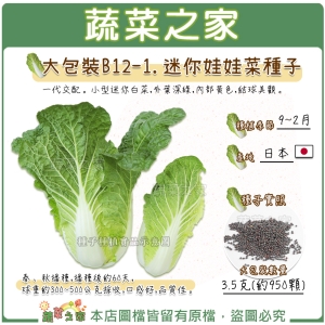 【蔬菜之家00B12-1】大包裝.迷你娃娃菜種子3.5克(約950顆)