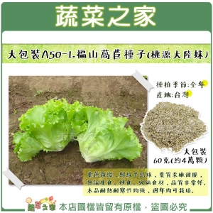 【蔬菜之家00A50-1】大包裝.福山萵苣種子(桃源大陸妹)60克(約4萬顆)