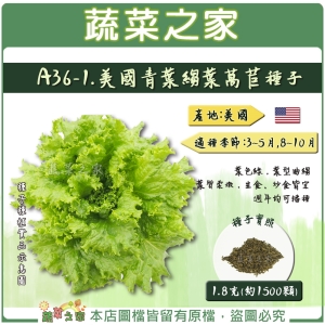 【蔬菜之家】A36-1.美國青葉縐葉萵苣種子1.8克(約1500顆)6045早生品種