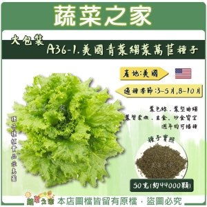 【蔬菜之家00A36-1】大包裝.美國青葉縐葉萵苣種子50克(約44000顆)6045早生品種