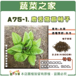 【蔬菜之家】A75-1.鹿舌萵苣種子2.2克(約1800顆)