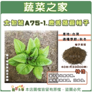 【蔬菜之家00A75-1】大包裝.鹿舌萵苣種子40克(約33000顆)