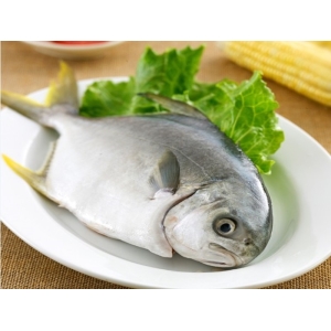 澎湖優鮮黃金鯧600~700g/尾
