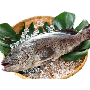 澎湖優鮮石斑魚