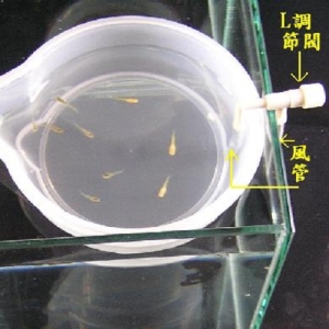 魚苗碗(即孵化筒上蓋)