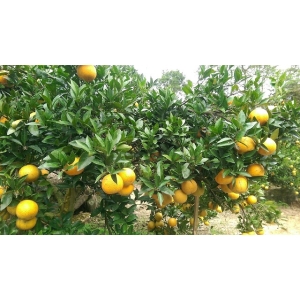 頂級有機桶柑禮盒10斤/箱(可ｉ郵箱取貨)【福虎迎春郵好年】