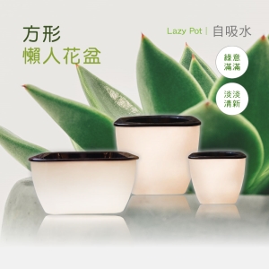 【Bosswell 博士韋爾】自動吸水 多尺寸 正方形 懶人盆栽 (三入一組)