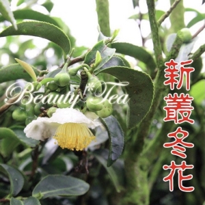 【美茶行】五斤送半斤-松柏長青清香系列~金萱,翠玉,四季春~每季最新製作~