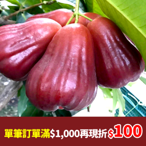 黑糖芭比蓮霧(2公斤)_農產嘉年華單筆訂單滿1000再現折100