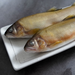 台灣特大爆卵母香魚(6尾入)