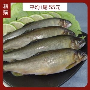 台灣特大肥美公香魚(箱購10盒入)