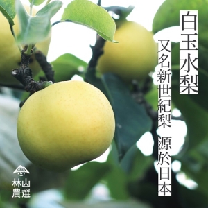 【林山農選】【預購】 (12粒禮盒裝) 梨山精品A級白玉水梨-中粒裝【看見太陽】