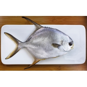 黃金鯧(300~400g)