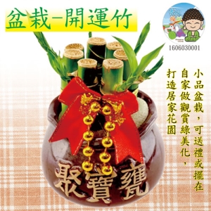 盆栽-開運竹
