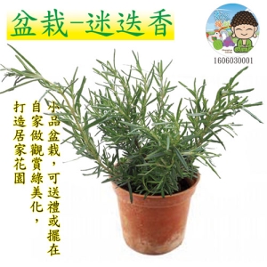 盆栽-迷迭香