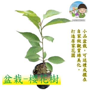 盆栽-櫻花樹苗