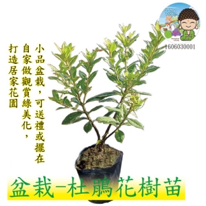 盆栽-杜鵑花樹苗