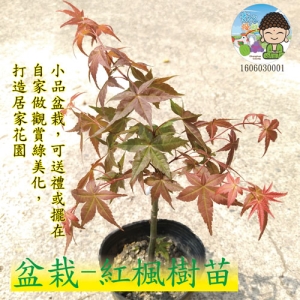 盆栽-紅楓樹苗