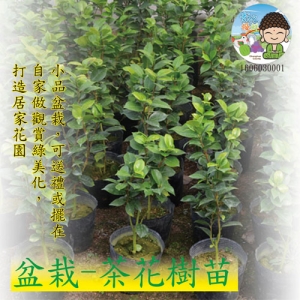 盆栽-茶花樹苗