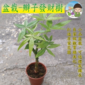 盆栽-辮子發財樹