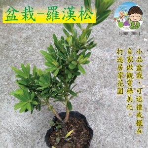 盆栽－羅漢松