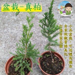 盆栽-真柏