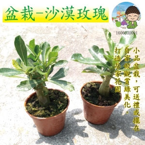 盆栽-沙漠玫瑰