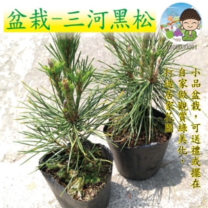 盆栽-三河黑松