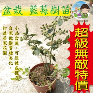 盆栽-藍莓樹苗