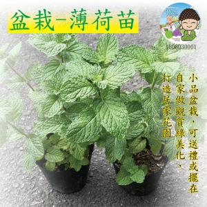 盆栽-薄荷苗