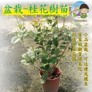 盆栽-桂花