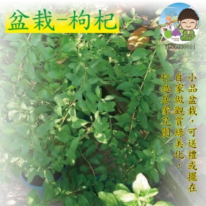 盆栽-枸杞