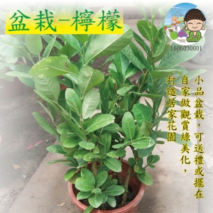 盆栽-檸檬