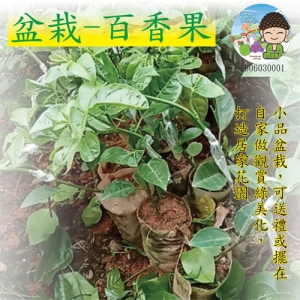 盆栽-百香果