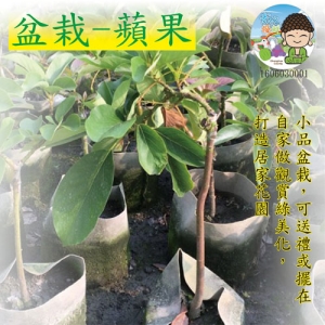 盆栽-蘋果